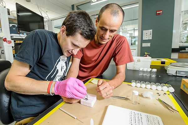 Graduate student Jeremy Hemberger (L) & Claudio Gratton (R), professor of entomology, attach small RFID tags to bumblebees